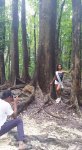 Mahogany Forest in Bohol